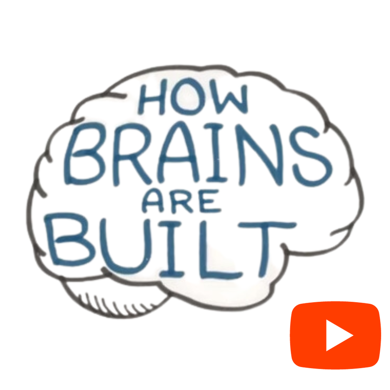 Brain Development Youtube Video